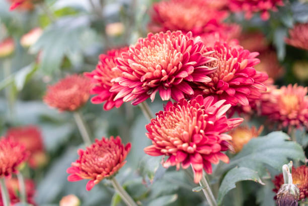 istock Colourful tropical flower 1029798058