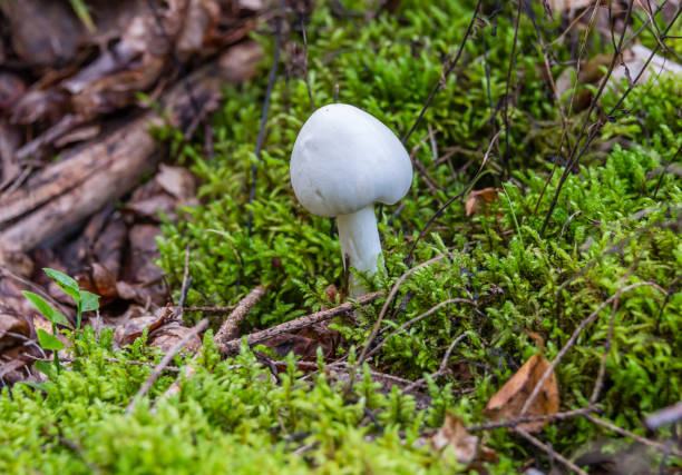 White Mushroom in Moss in a Primeval Forest