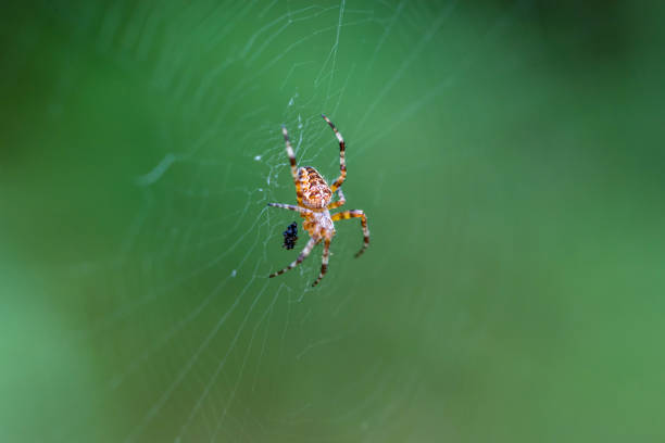 istock Spider on a Web in a Forest in Latvia Closeup 1029798978