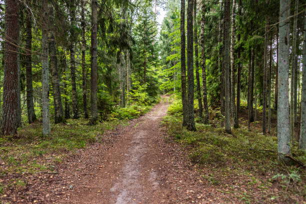 istock Old Hiking Trail and Road in a Deep Primeval Forest 1029801284