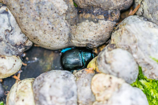 iridescent flower chafer on stony ground