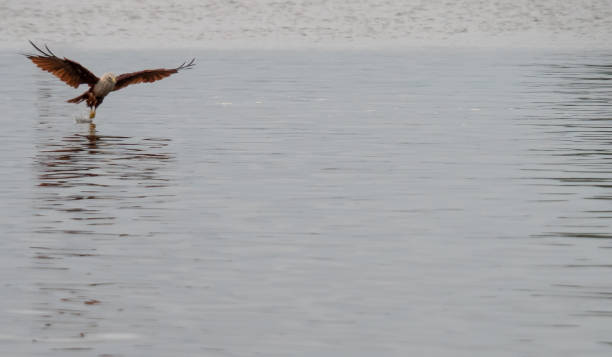 istock hawk at Kung Krabaen Bay, Chanthaburi 1029805098
