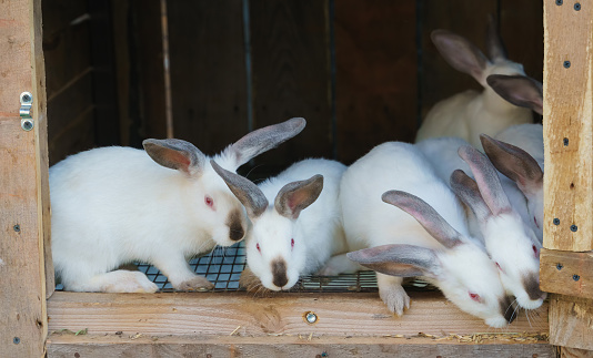 Rabbits, also known as bunnies or bunny rabbits, are small mammals in the family Leporidae  of the order Lagomorpha  Oryctolagus cuniculus includes the European rabbit species and its descendants, the world's 305 breeds of domestic rabbit.