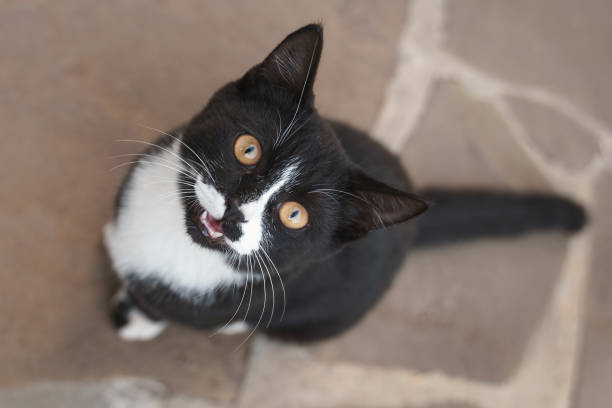 beauty black&white cat sitting and looking up