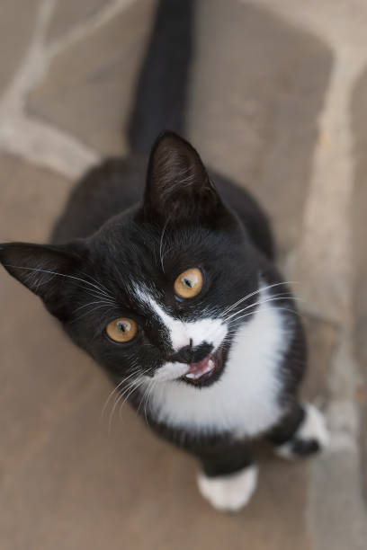 istock beauty black&white cat sitting and looking up 1029807928