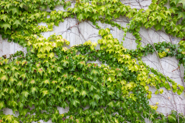istock green ivy on concrete wall 1029807936