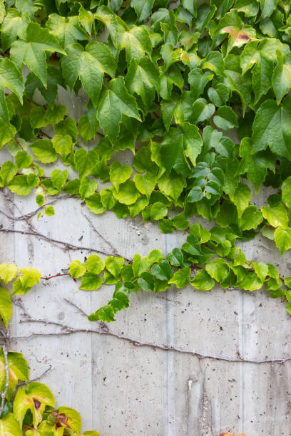 istock green ivy on concrete wall 1029807958