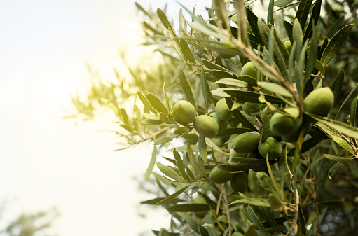 olive tree and olives, close- up