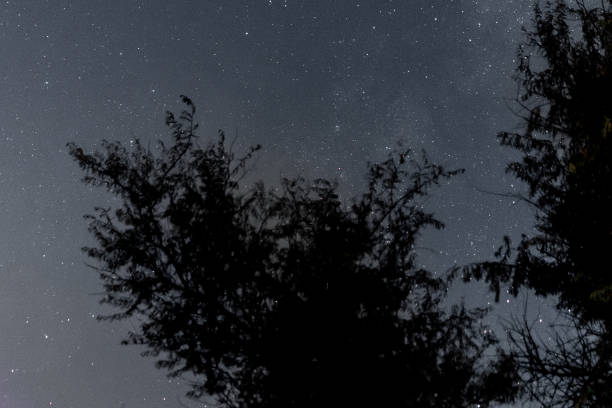 Photo of landscape of the night sky silhouettes of trees