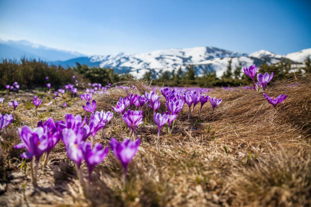 美しい crocuses - spring crocus temperate flower european alps ストックフォトと画像