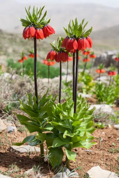 Single red fritillaria imperialis flower in iranian mountains.