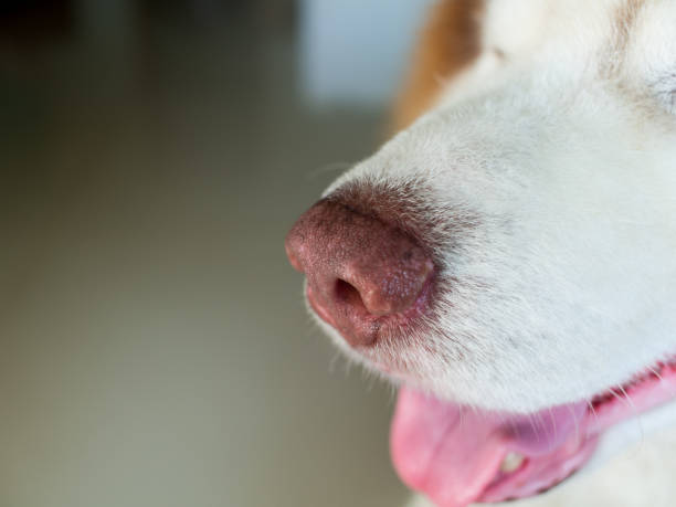 istock Side View of Siberian Husky's Nose 1029817108
