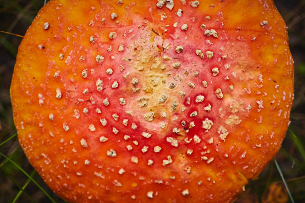 fly agaric background.  red (white mottling) toadstool cap surface - mushroom fly agaric mushroom photograph toadstool imagens e fotografias de stock