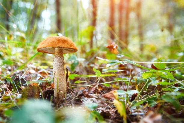 istock Leccinum mushroom in the grass on a sunny autumn day. Selective soft focus, blurred front and background. 1029821466