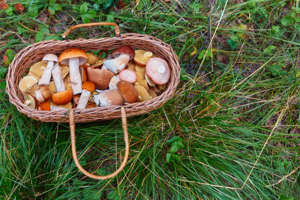 istock Mushrooms in a basket on a juicy green grass 1029821472