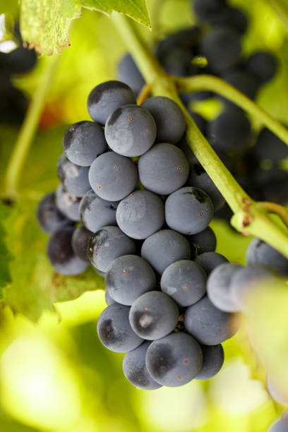 istock A bunch of blue grapes grows on a branch among the foliage. 1029821780