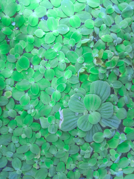 istock Green Duckweed on The water for background or texture. 1029821950