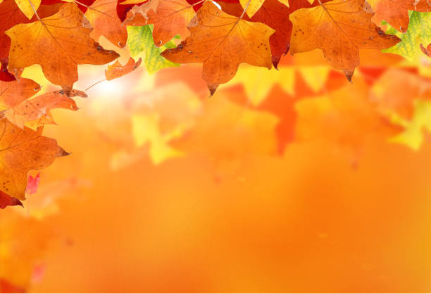 autumn sun leaf colors isolated  in wite for background