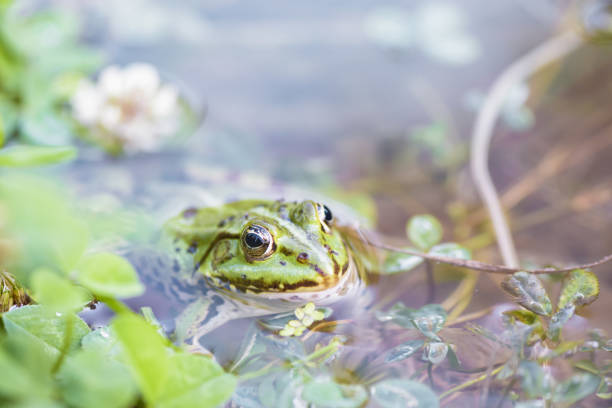 istock Green frog in pond. 1029827472