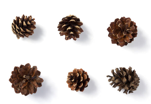 istock dried fruit and spices on white background 1029829604