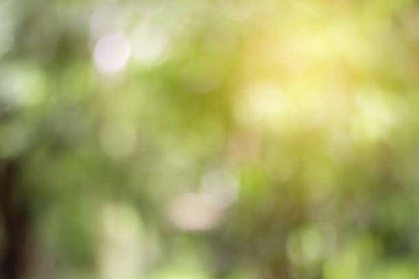 istock Blurred of Green natural background for design. 1029829634