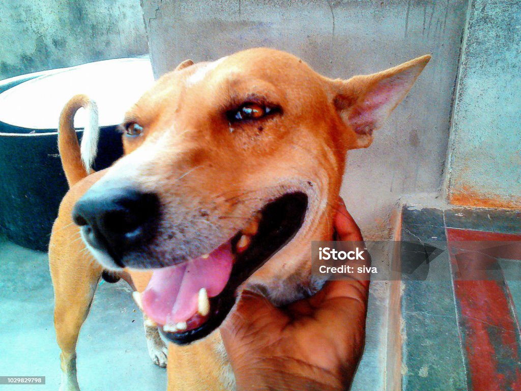 Indian Funny Dogs Stock Photo - Download Image Now - Animal, Cute, Dog -  iStock