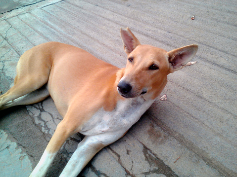 Indian Funny Dogs Stock Photo - Download Image Now - Animal, Cute, Dog - iStock Indian Funny Dogs Stock Photo - Download Image Now - Animal, Cute, Dog - iStock