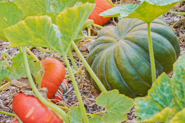 istock Netmug pumpkin beside Turk‘s squash pumpkins in the field 1029830170