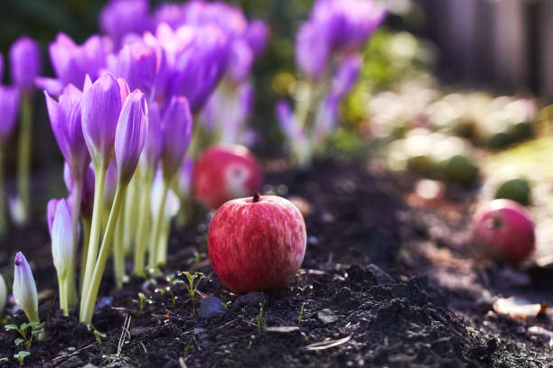 à l’automne de jardin est venu. une belle fleur d’automne fleuri - colchique, semblable à crocus de printemps. pommes tombent sur le sol. dans l’âme, la tristesse et la nostalgie de l’été dernier chaud jours. - colchicaceae photos et images de collection