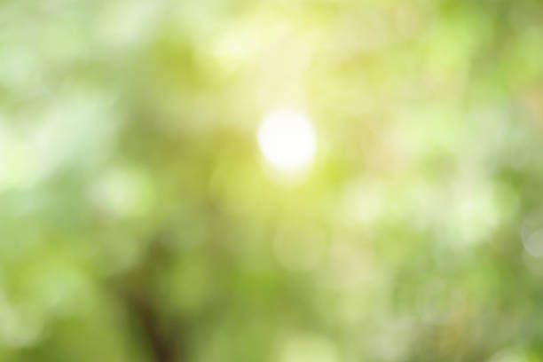 istock Blurred of Green natural background for design. 1029831264