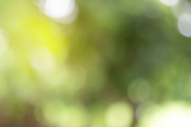 istock Blurred of Green natural background for design. 1029831554