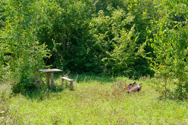 forest glade with an old wooden table and benches