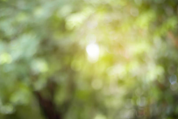 istock Blurred of Green natural background for design. 1029831682