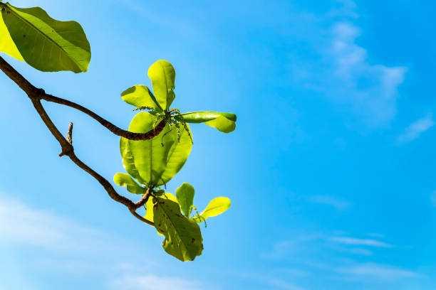 istock selective focus shot of green leaves with backlight on blue sky background 1029839700