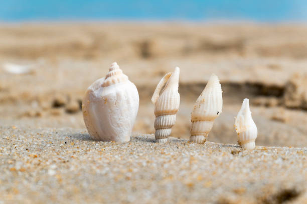 Summer beach background and closeup image of sea shells on sand