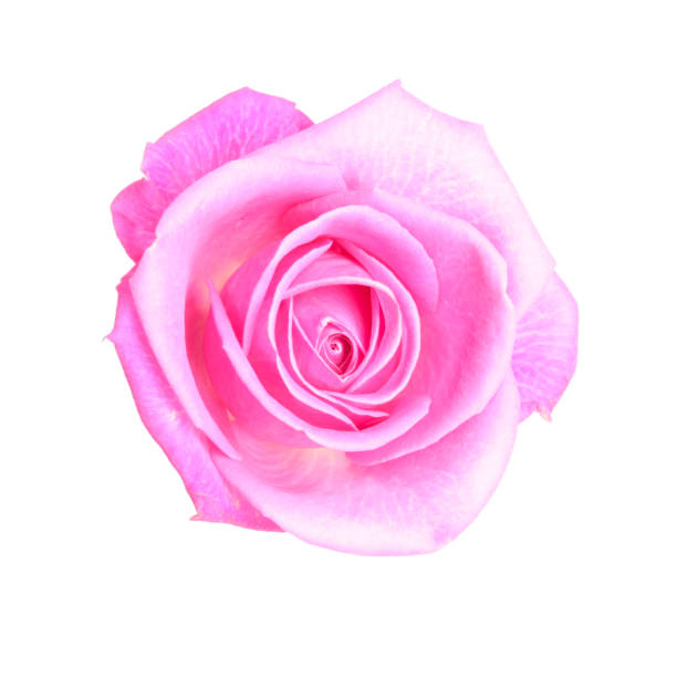 Rose on white background stock photo