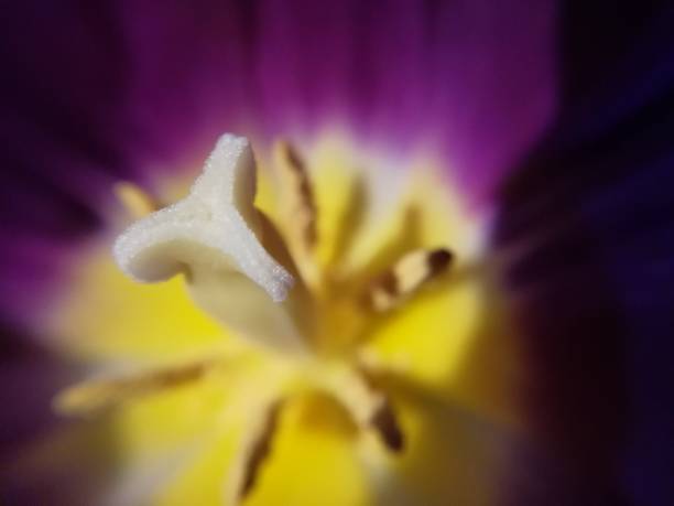 istock Purple flower stamen macro 1029846856