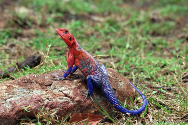 Mwanza Agama Lizard in Masai Mara National Reserve