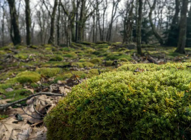 A green moss covered rock sits in the middle of the wilderness of a forest in West Virginia.