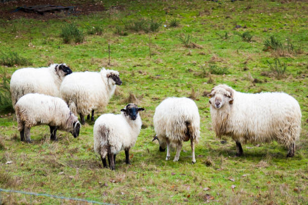 istock Flock of sheep grazing 1029854468