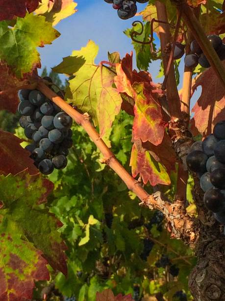 istock Early autumn in the vineyard 1029857814
