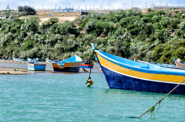 istock Migratory birds in Moulay Bousselham 1029862114
