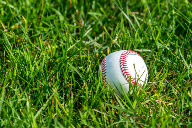 biały baseball na świeżej zielonej trawie - baseball baseball diamond grass baseballs zdjęcia i obrazy z banku zdjęć