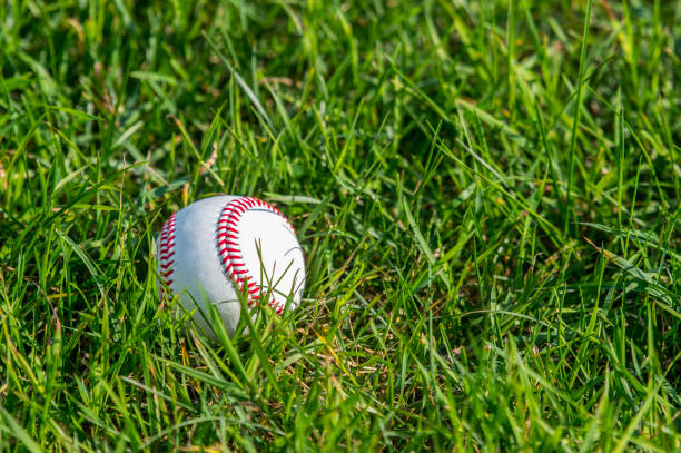 biały baseball na świeżej zielonej trawie - baseball baseball diamond grass baseballs zdjęcia i obrazy z banku zdjęć