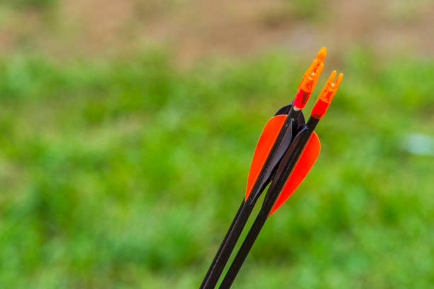 red plumage close up arrows for archery