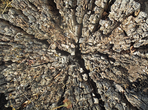 Rotting Pattern Rotting Tree Stump From Above Showing A Circular Pattern And Texture ...