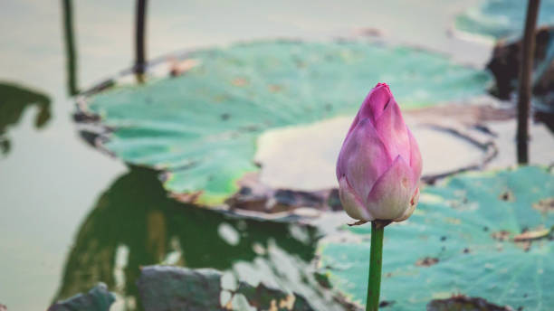 istock Close Up Lotus Flower background 1029866868