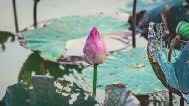 istock Close Up Lotus Flower background 1029866874