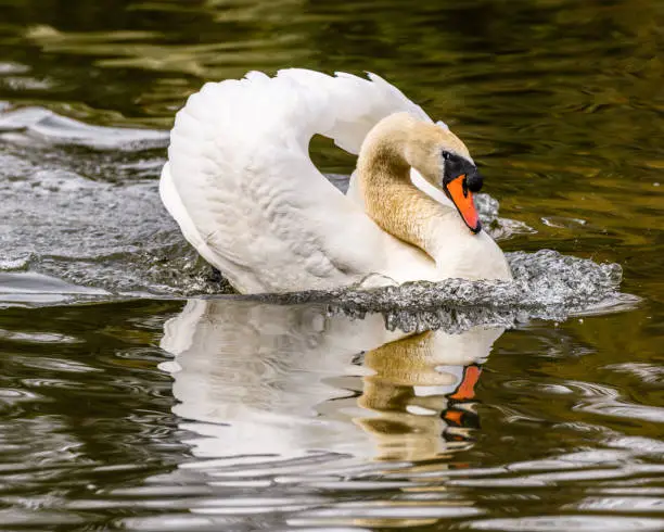 A Mute Swan that is not very happy.