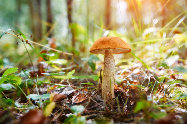 istock Leccinum mushroom in the grass on a sunny autumn day. Selective soft focus, blurred front and background 1029870378